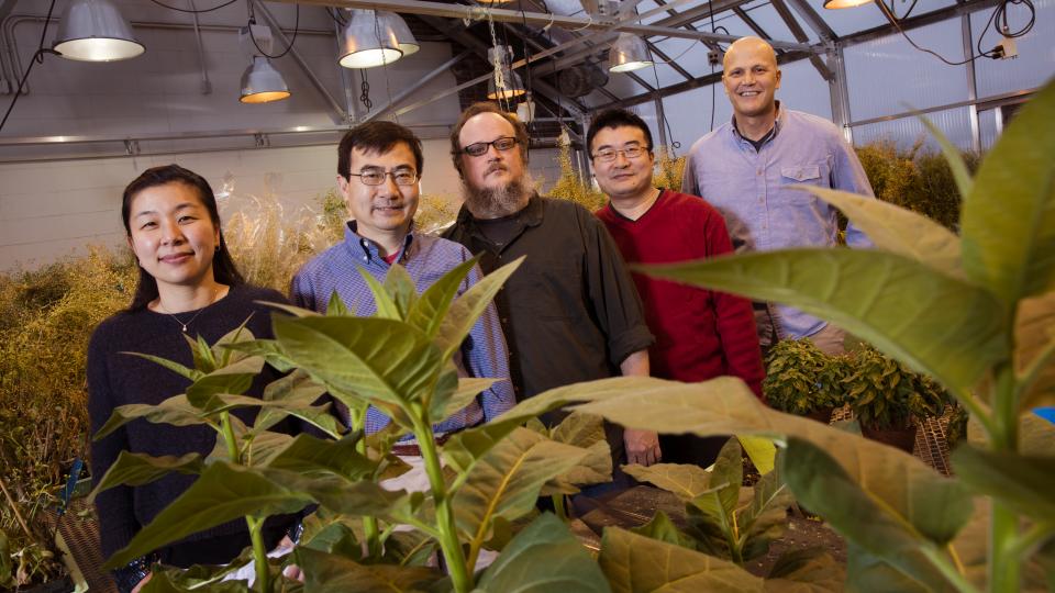UNL researchers identify target of disease-causing plant pathogens