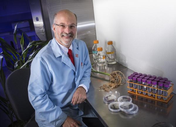 UNL Leads $13.5 Million Research to Enhance Sorghum for Biofuel