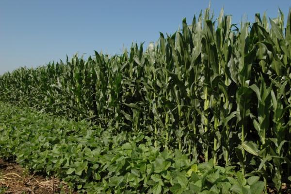 South Central Ag Lab to Host Field Day Aug. 19