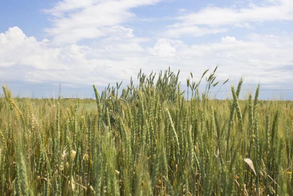 A wheat field.