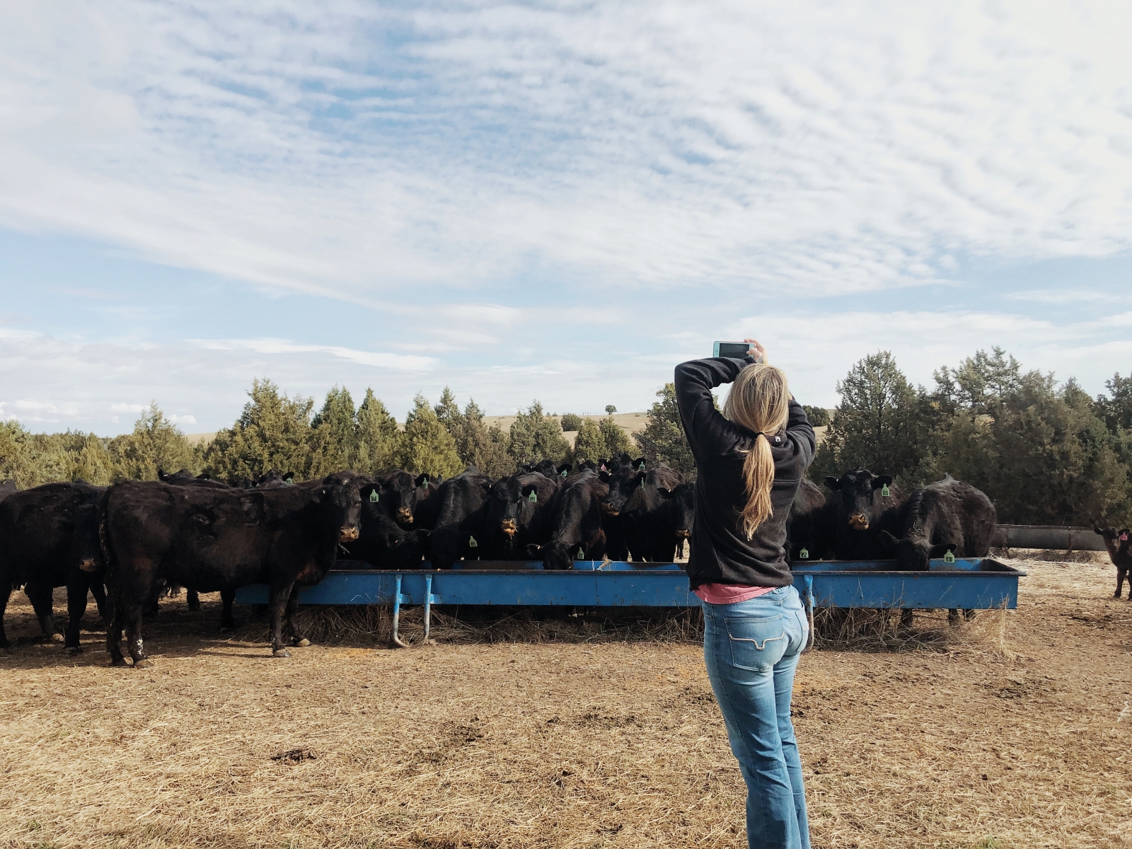 Anna Kobza taking photo of cattle