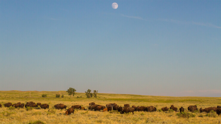 Plains Bison