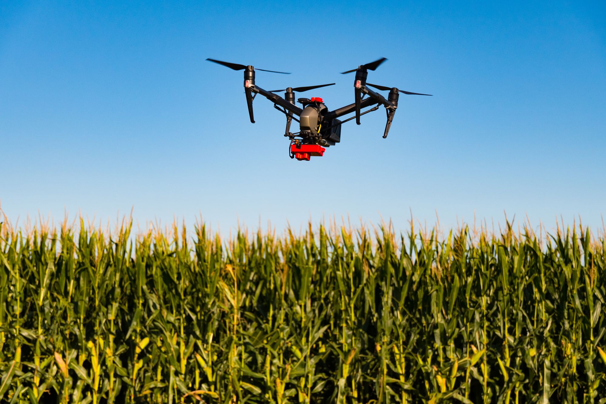 $1.2 million grant to help corn and wheat growers manage nitrogen fertilizer application - IANR News