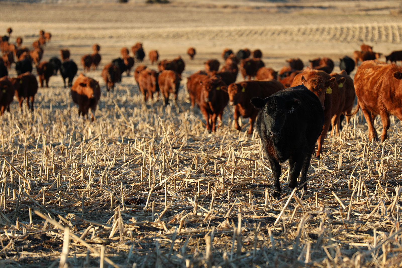 Nebraska Extension launching Great Plains Heifer Development Program
