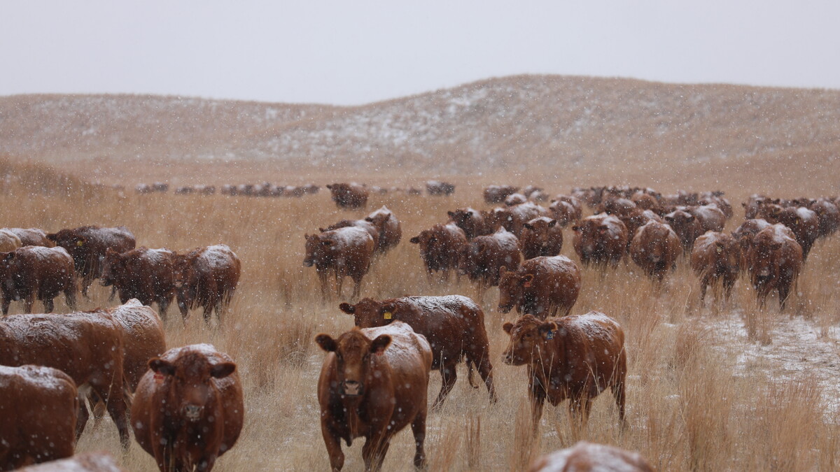 red angus cattle move towards feed in the Nebraska Sandhills during a snow squall