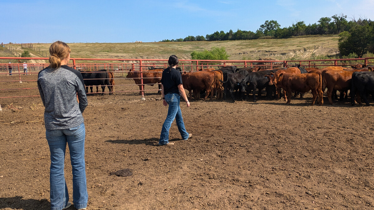 students in pen with cattle
