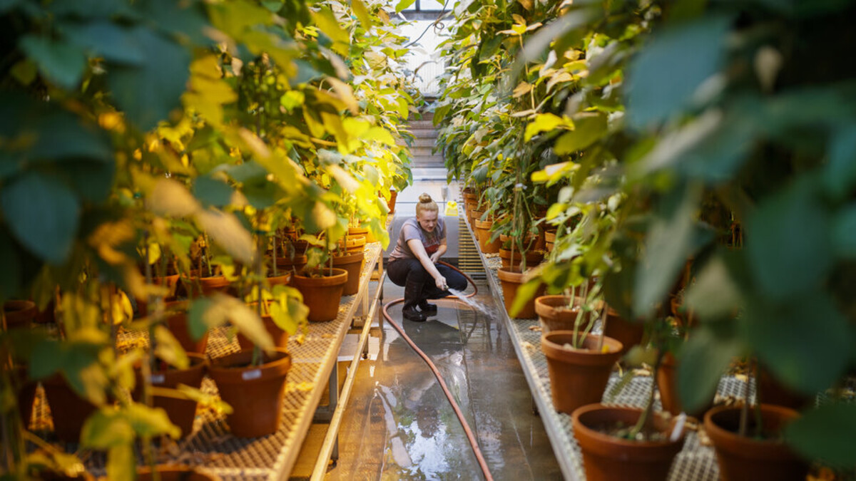 greenhouse