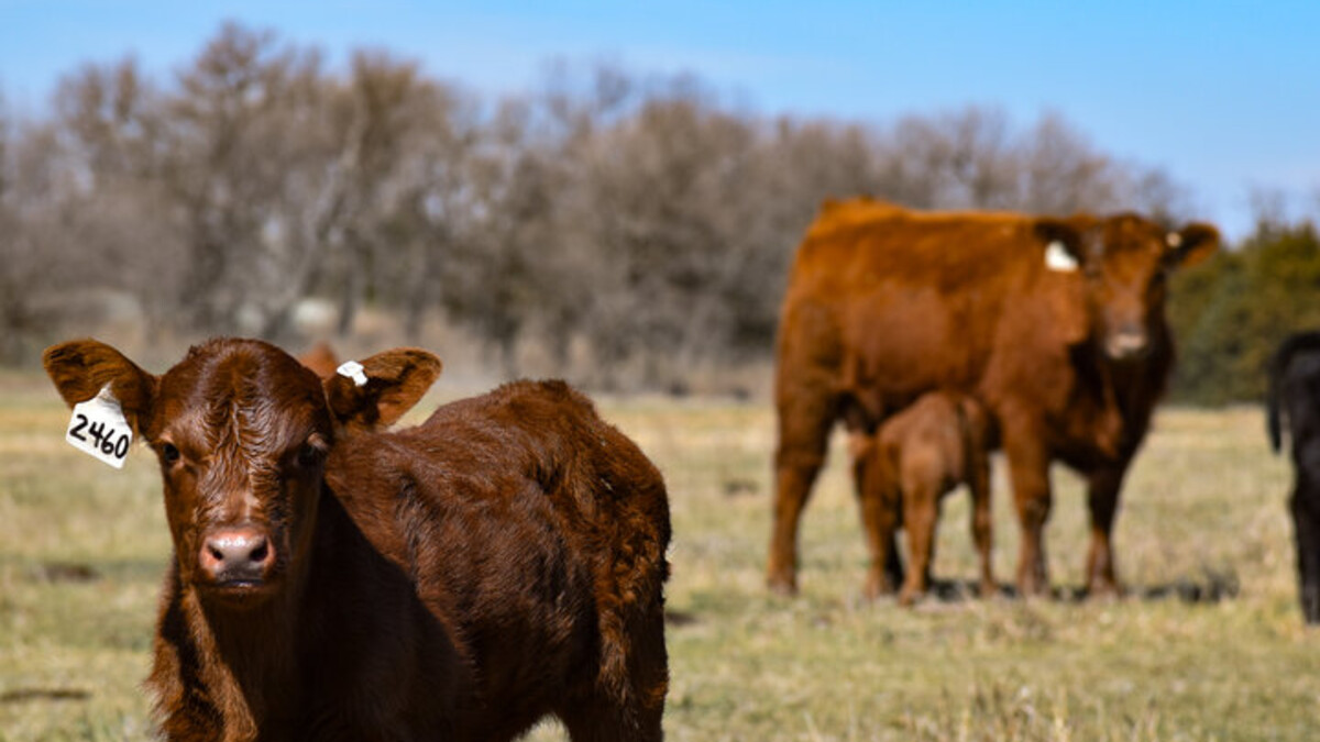 calves in a pasture