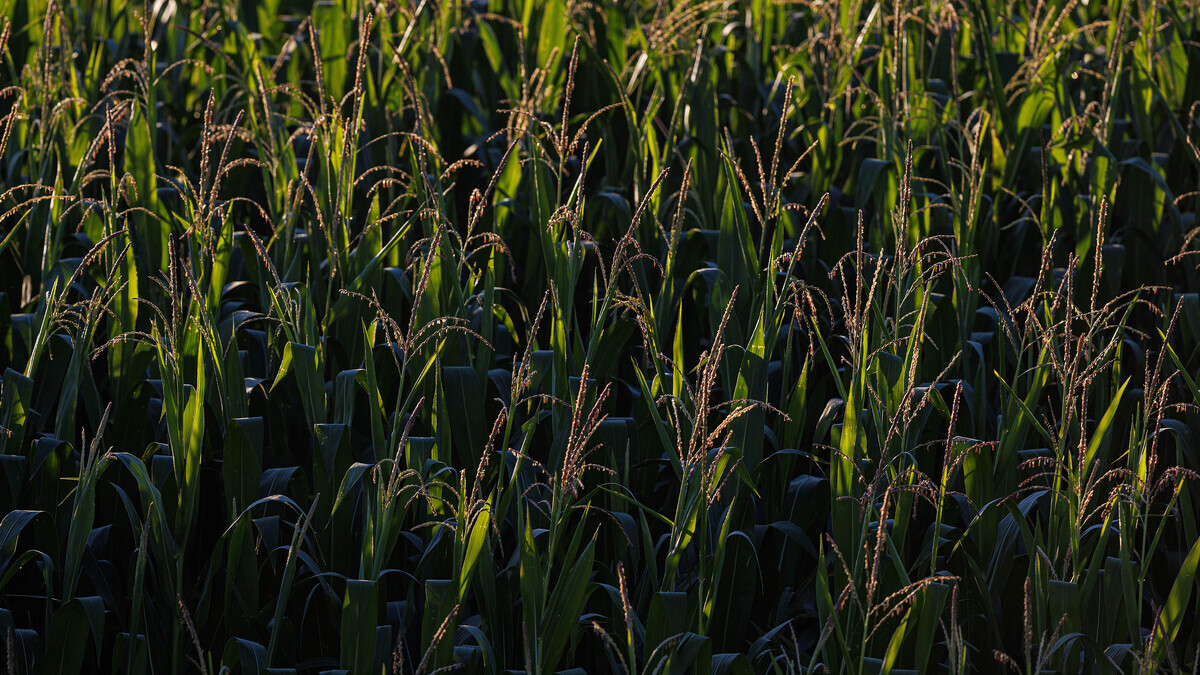 field corn