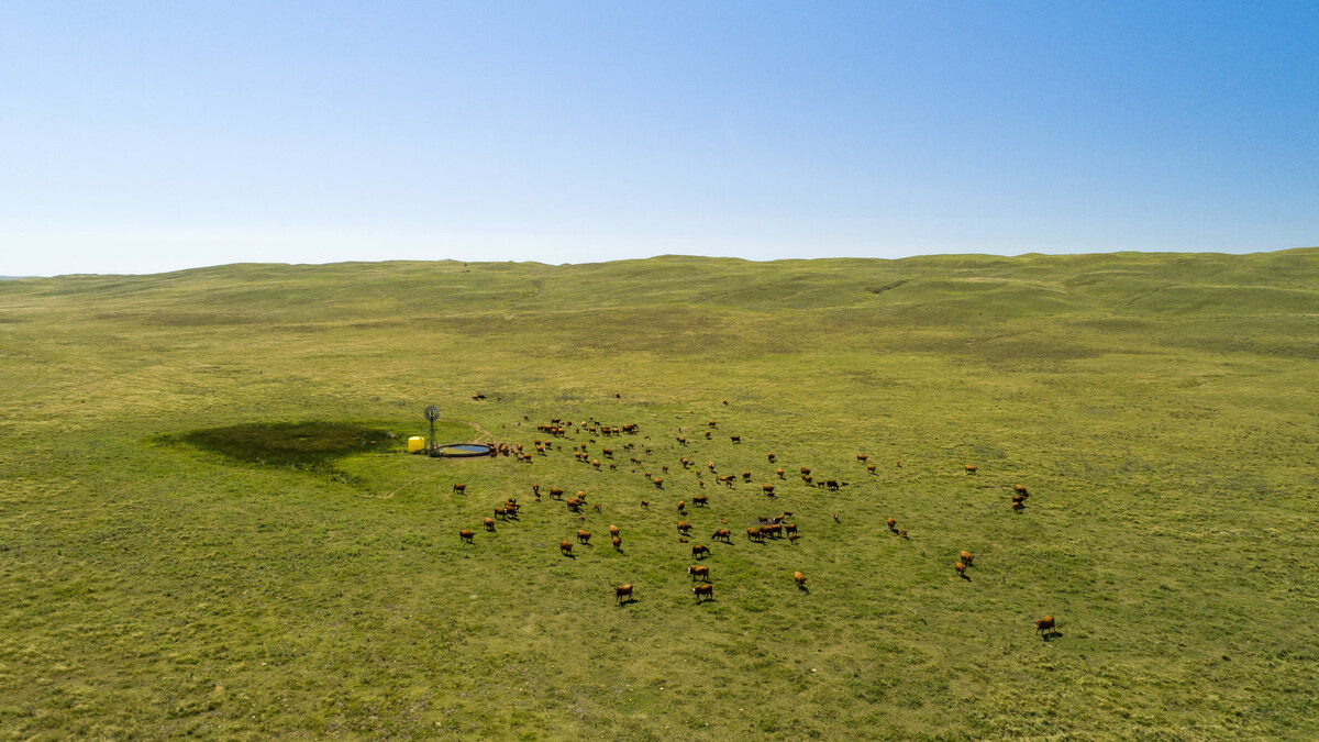 cattle grazing