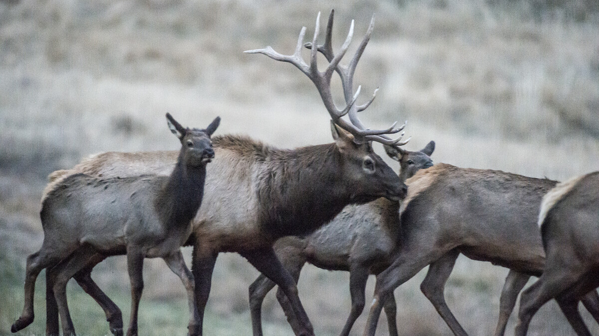 Five elk, including a bull, are seen in the Pine Ridge area in Dawes County, Nebraska, during the fall rut.