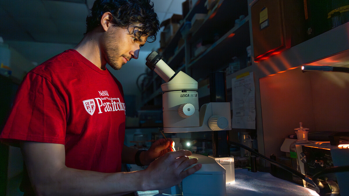 Kevin Lievano, a doctoral student in the School of Biological Sciences, peers into a microscope at the University of Nebraska–Lincoln’s Harlod W. Manter Laboratory of Parasitology. Lievano’s research and career has been highlighted in the journal Nature.