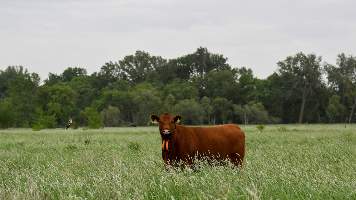 cows grazing perennial grass with virtual fencing