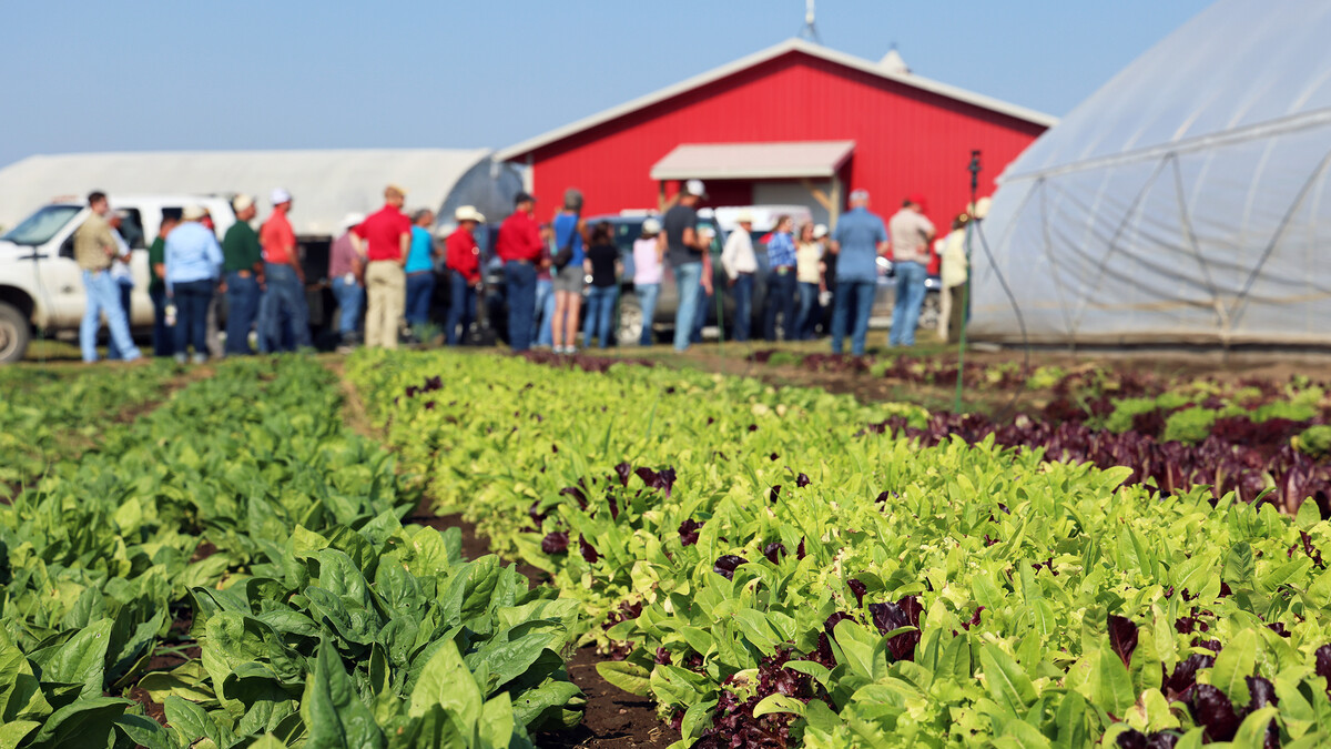 small green plants with a line of people