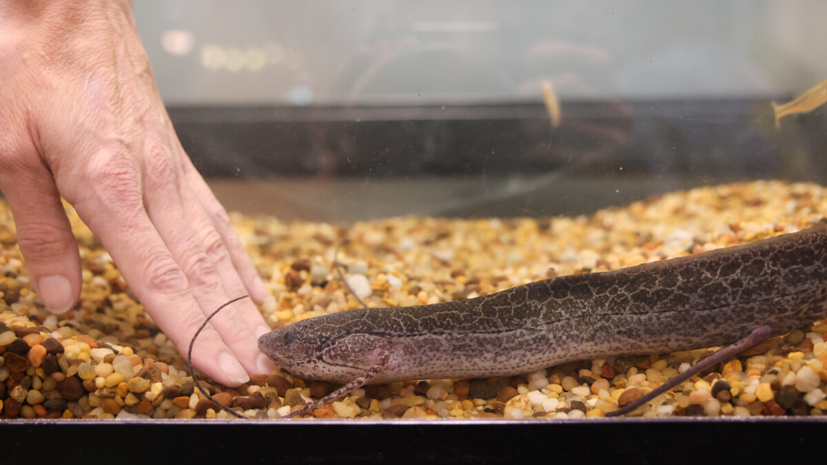 Lungfish in a tank