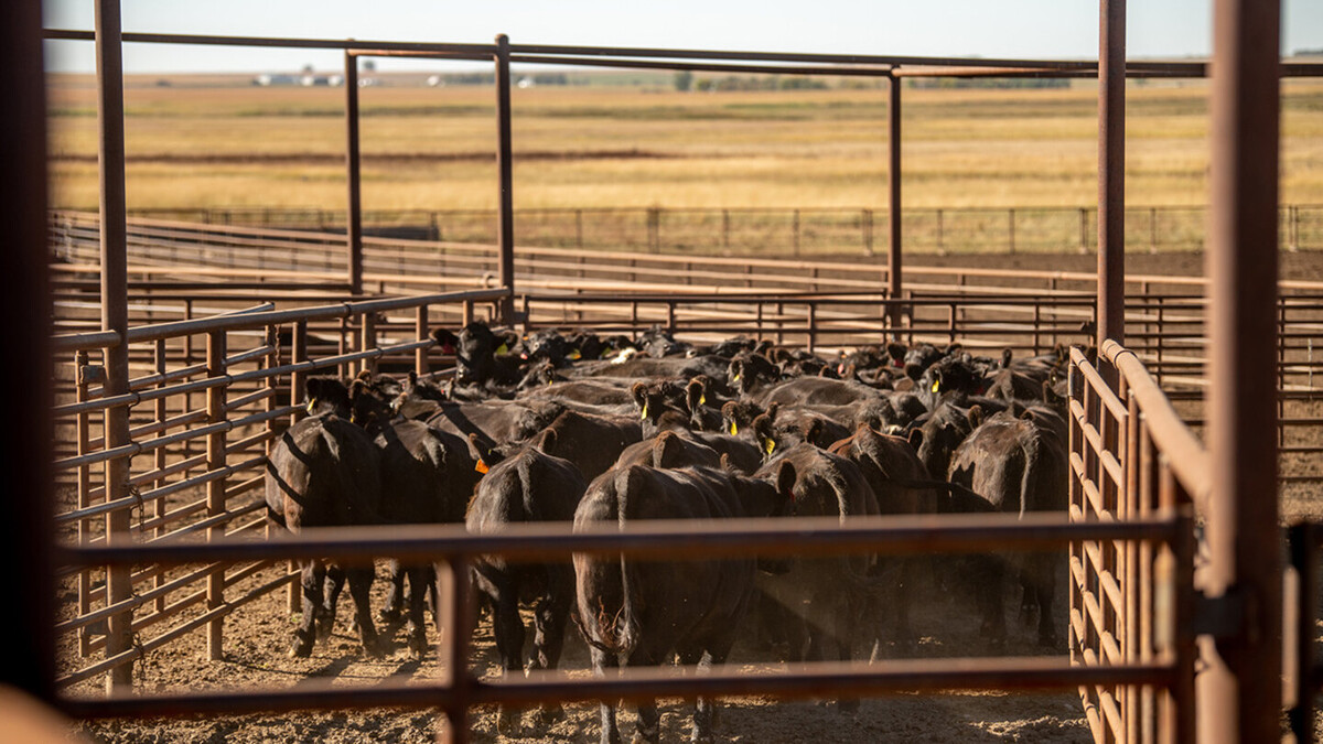 An April 29 webinar will help Nebraska livestock producers understand tax considerations and planning options when wildfire or other disasters force herd sales. Photo: Real Ag Stock