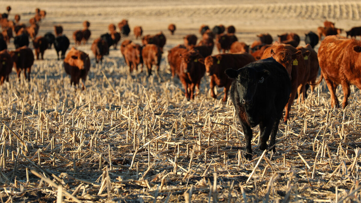 cattle on cornstalks