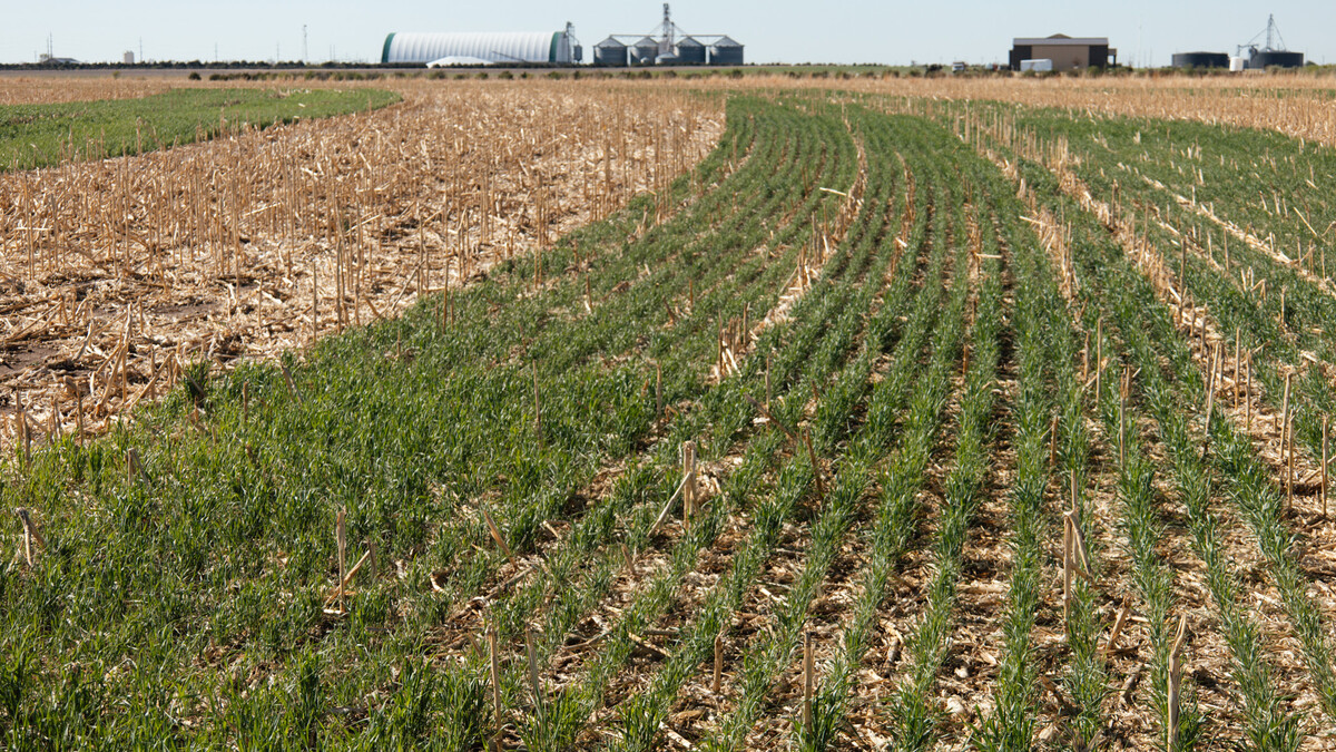cover crops at Grant, Nebraska