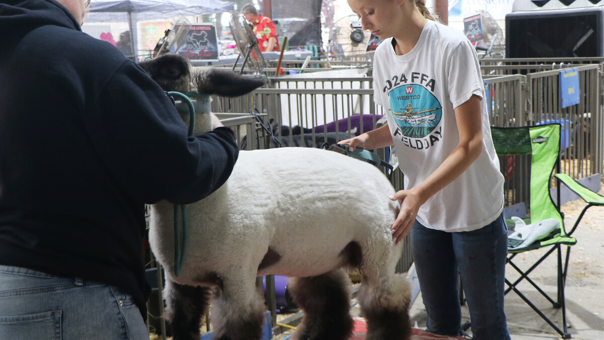 showmen with sheep on stand 