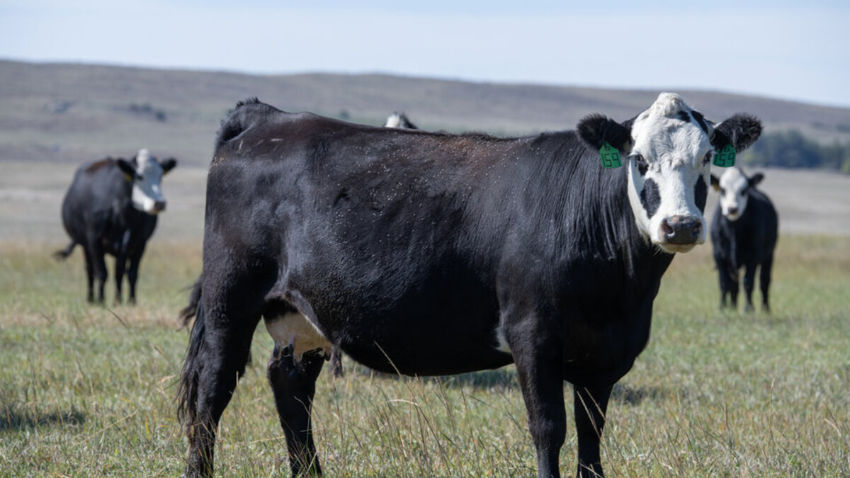 cow in nebraska sandhills