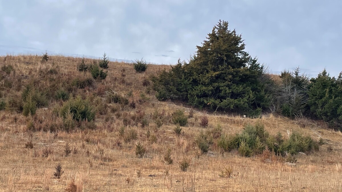 cedar tress on a hillside