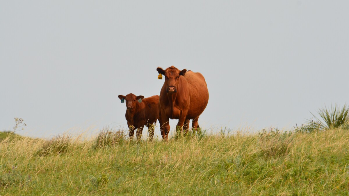 A red cow and her calf stand alert in a grassy Sandhills pasture under a pale summer sky, surrounded by native grasses and yucca.