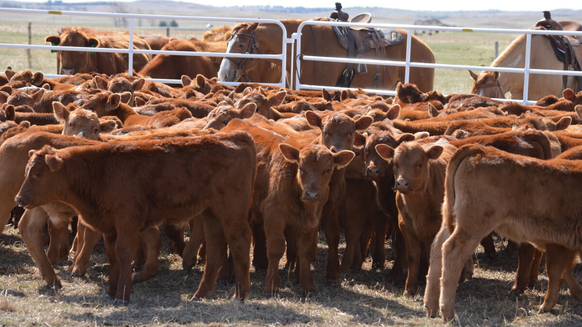 spring calves sorted in corral