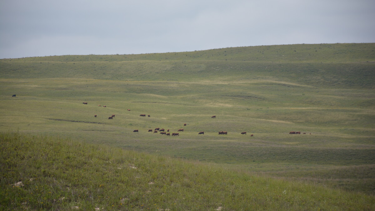 Cattle graze summer range. Photo by Mitchell Stephenson, Nebraska Agronomy & Horticulture.