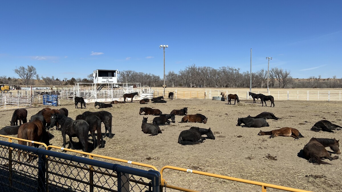 The Grunden horses​​ still resting on Monday after an extremely traumatic and miraculous evacuation from the Cottonwood Fire last Friday, when NCTA students and others answered the call. 