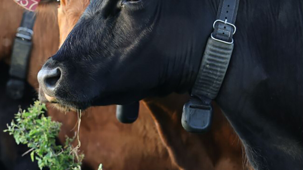cattle wearing collar