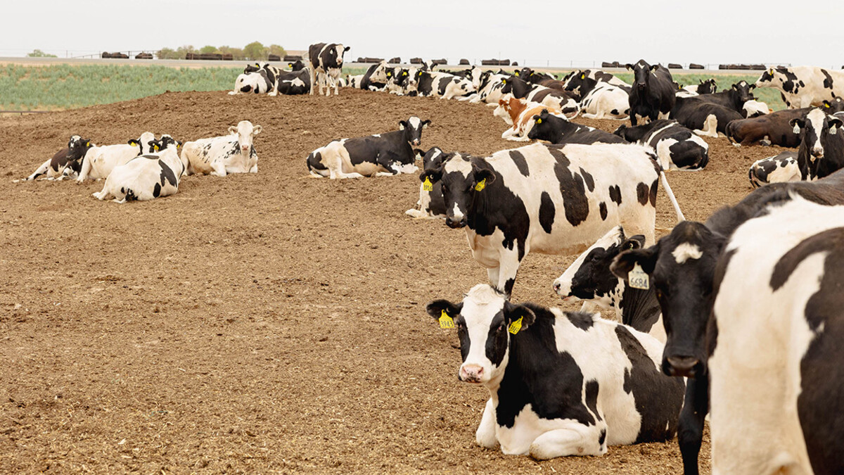 A herd of Holstein cattle, which are black and white in color, roam a field.