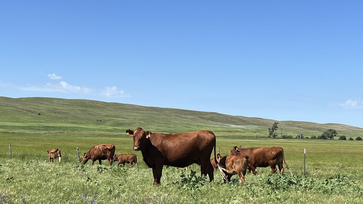 Cattle graze in the Nebraska Sandhills at the Gudmundsen Sandhills Laboratory. 