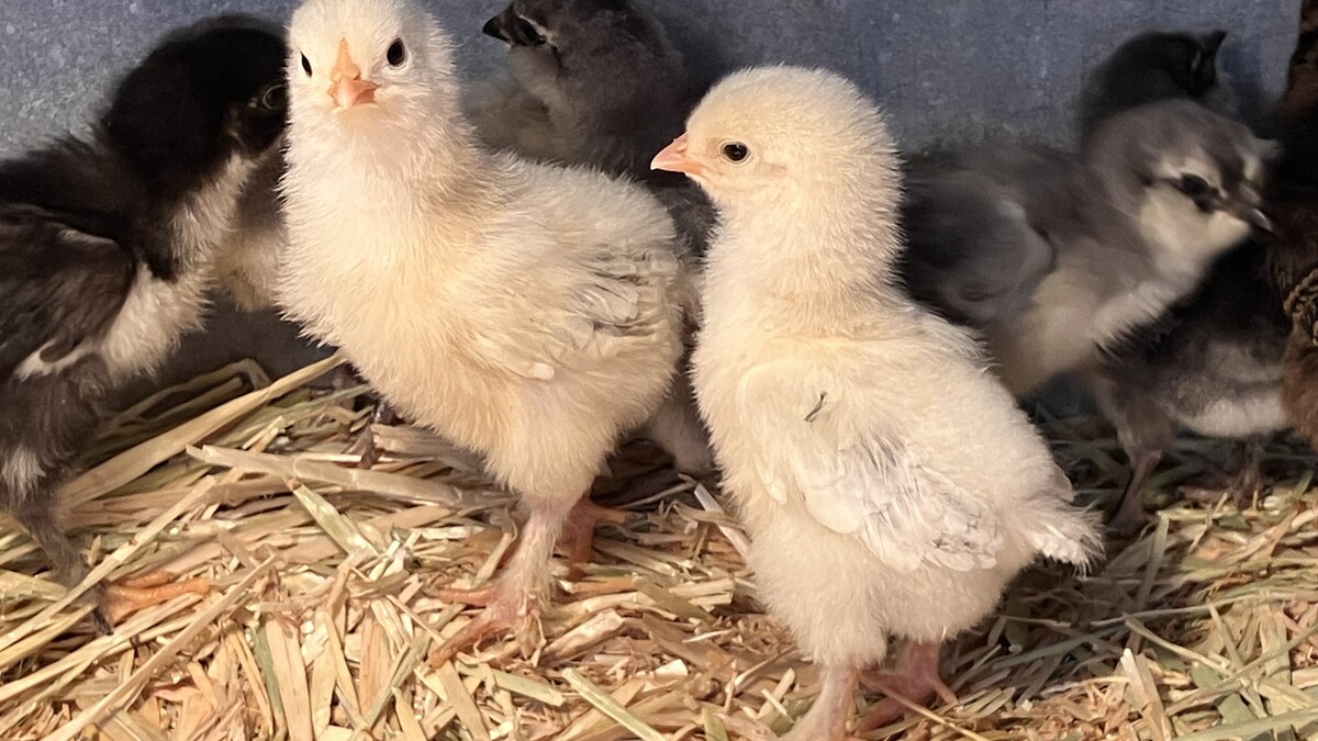 chicks