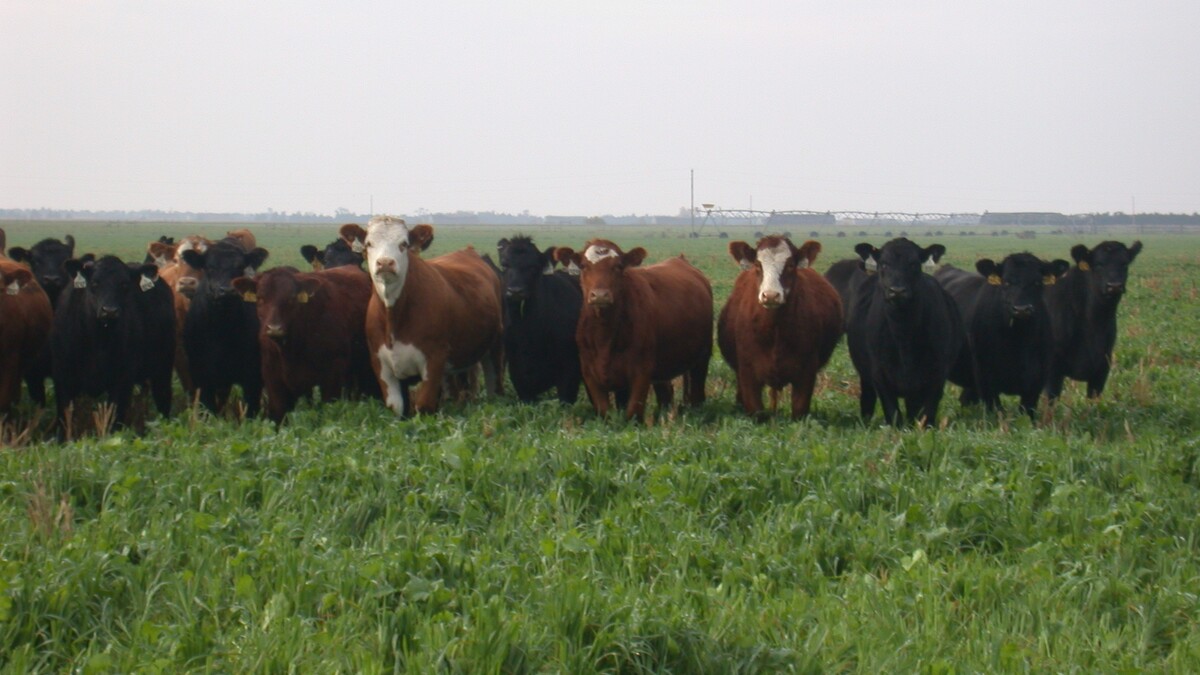 cattle on oats and rye pasture