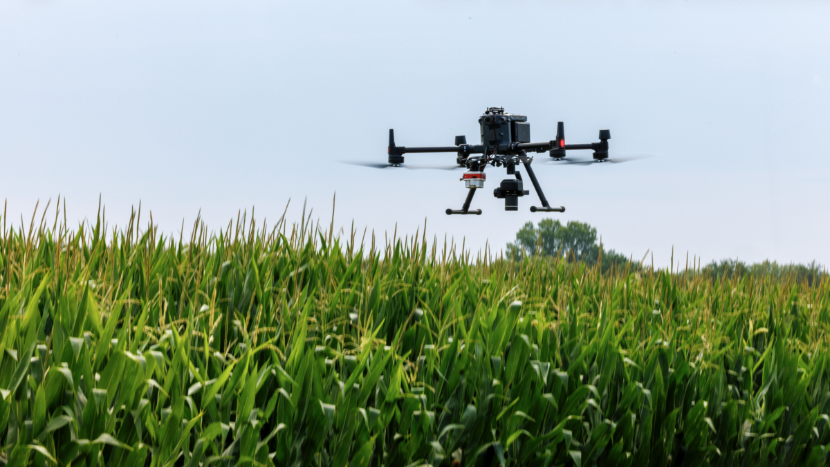 drone flying over cornfield