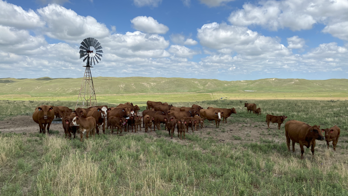 cattle around windmill