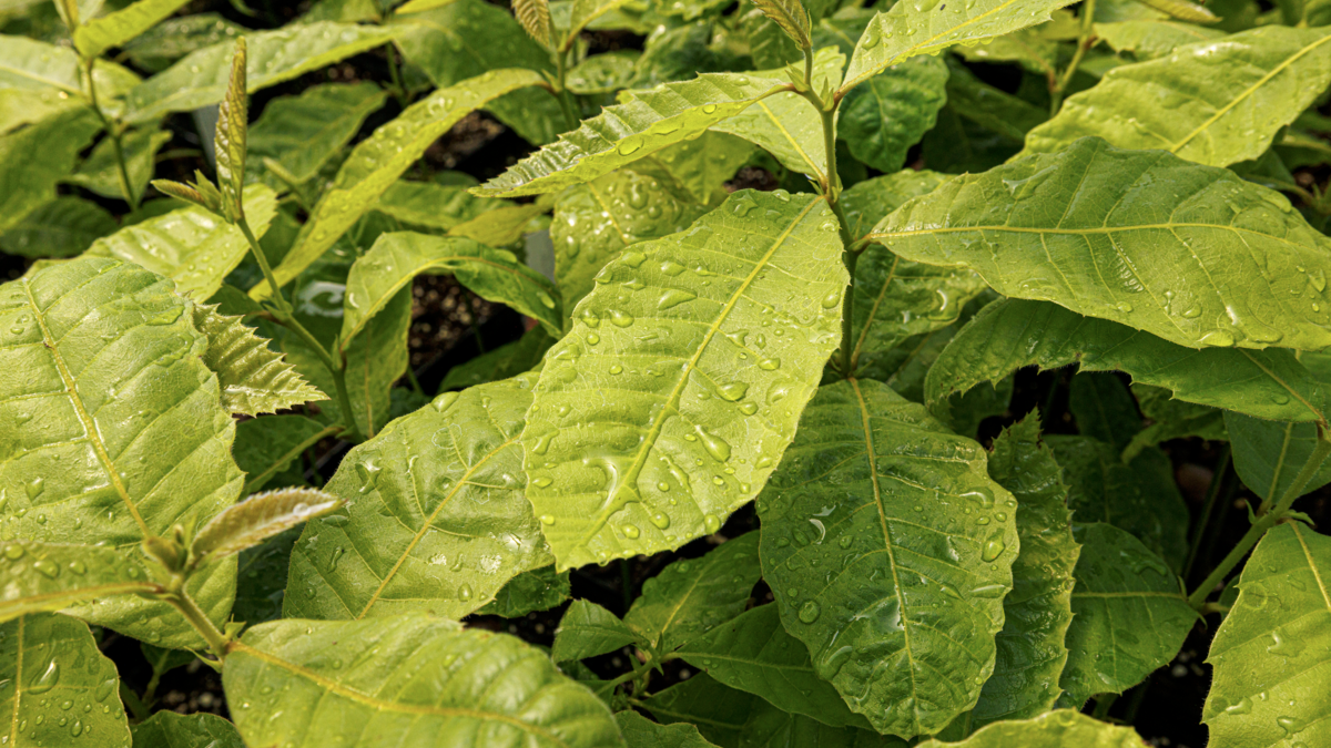 Water beads up on the leaves of a Chinese chestnut. 2024 Spring Affair plant sale by the Nebraska Statewide Arboretum is April 25-27. April 15, 2024. Photo by Craig Chandler / University Communication and Marketing