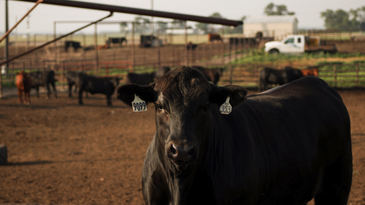 calf in feed yard