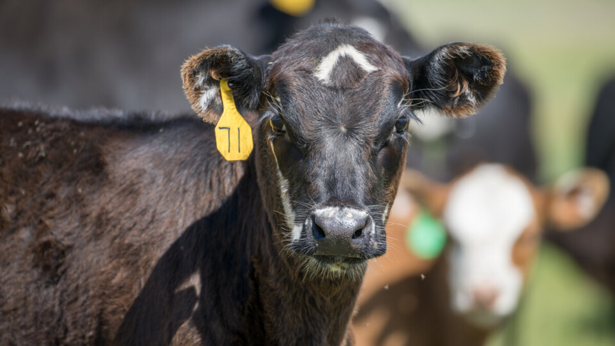calf in pasture