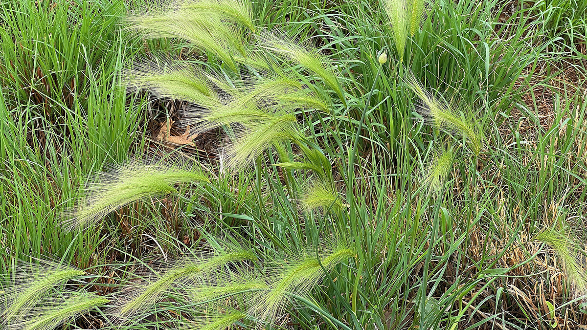 foxtail barley