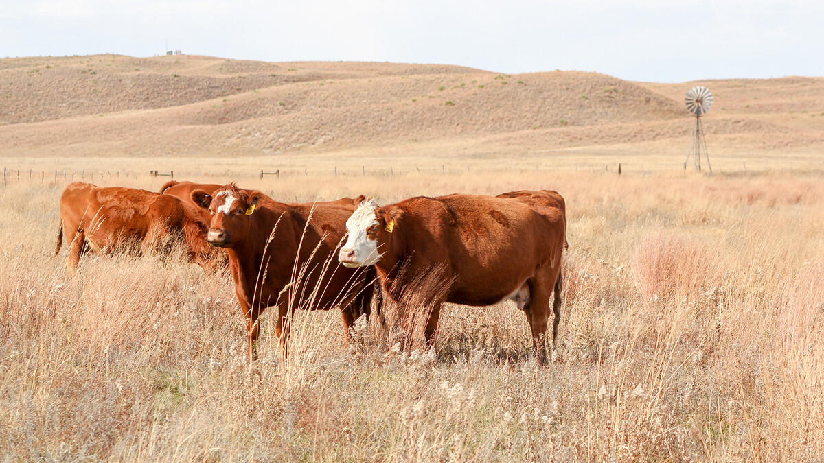 cattle in the pasture