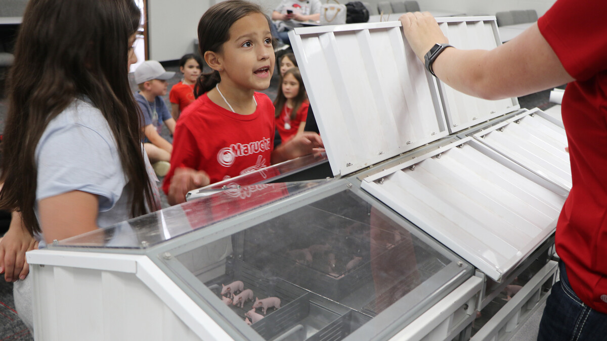 kids looking at swine
