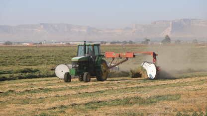 alfalfa rows