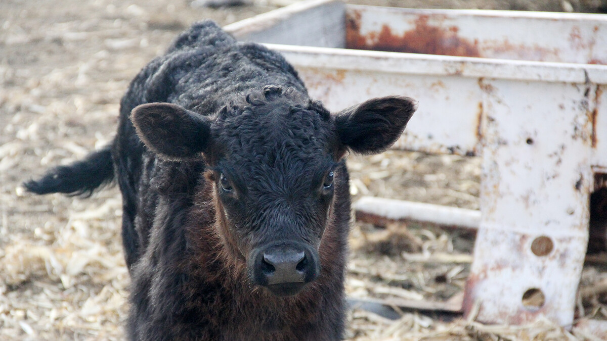 After exposure to wildfire smoke, vigilance will help calves stay healthy. 