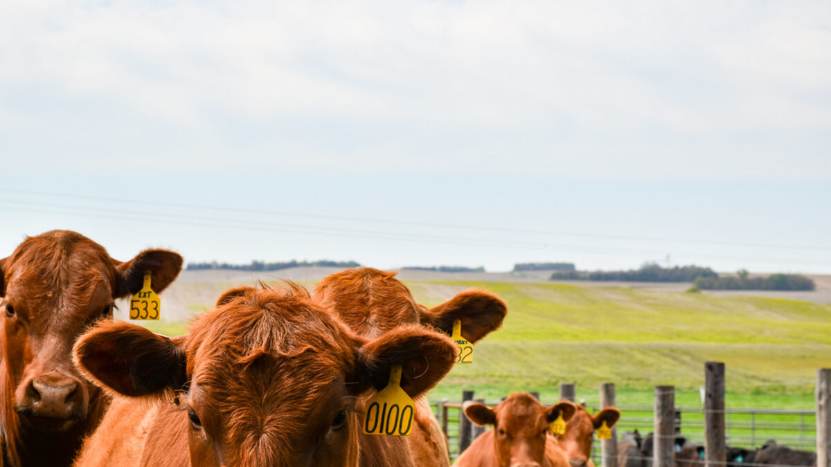 cattle in field with fence 
