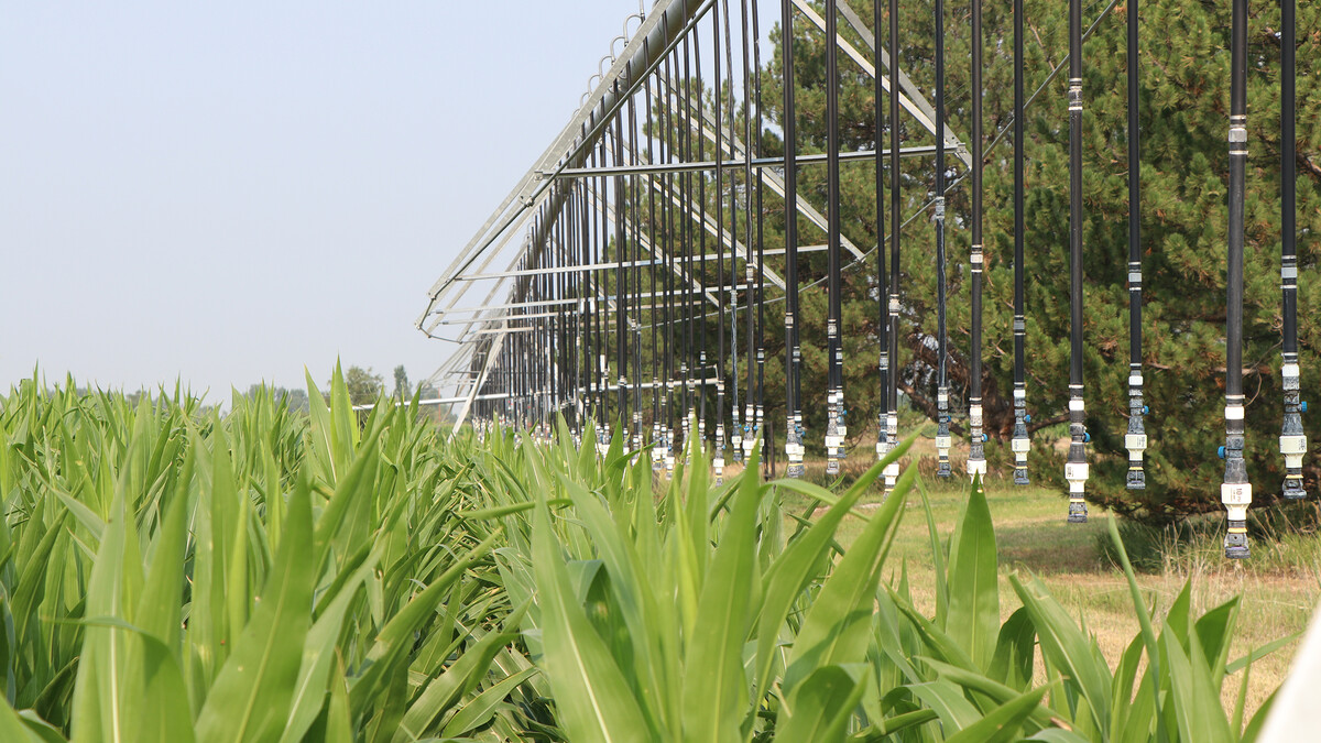 corn field
