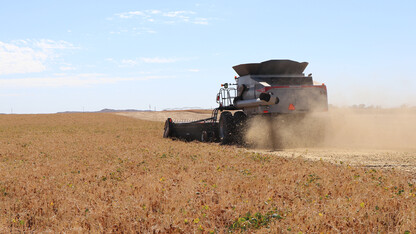 dry bean field