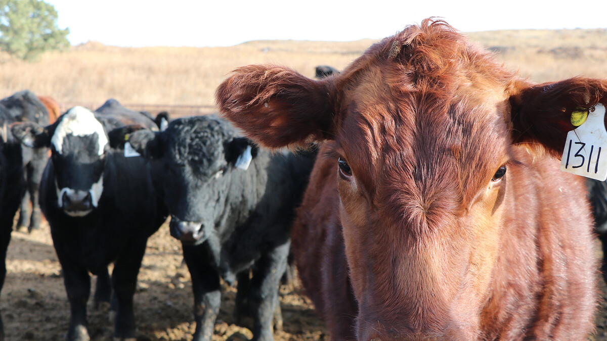 cattle in pen