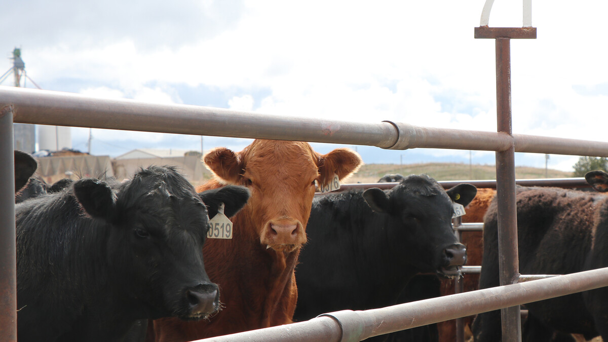 cattle in a feedlot