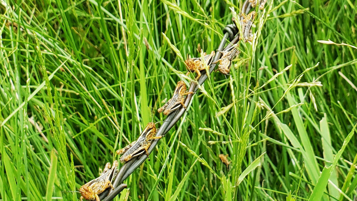 Grasshoppers line up on the barbed wire along a pasture. Photo by Natalie Jones